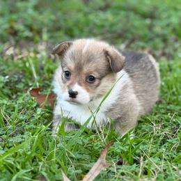 Yellow collar 1,700 - Red female Pembroke Welsh Corgi puppy in Nashville, Arkansas from Whisenhunt Farms