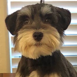 Rosie - Miniature Schnauzer