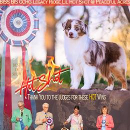 Hot Shot - Miniature Australian Shepherd