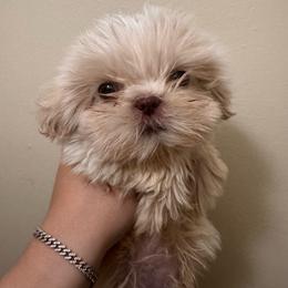 Sunny - Cream and white male Shih Tzu puppy in Azusa, California from RJ Shih Tzu lover