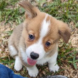 Leif - Sable Pembroke Welsh Corgi puppy in Texas from Disco Corgis