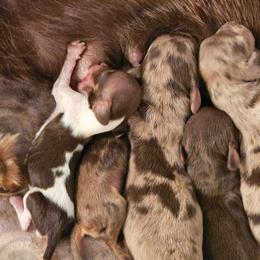 Baby Ruth - Chocolate and tan female Dachshund puppy in Pasco, Washington from G & G Kennel