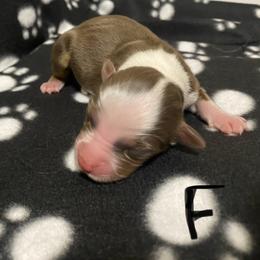 Miniature Australian Shepherd Puppies from Duncan’s Miniature Australian Shepherds