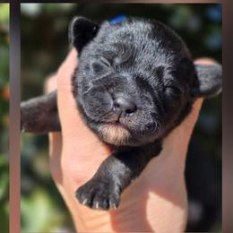 Patty - Black and white female Schnoodle puppy in Timmonsville, South Carolina from For the LOVE of Poodles, Doodles and Sheepdogs