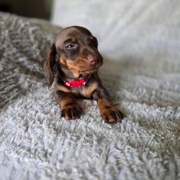 Layla - Chocolate and tan female Dachshund puppy in Dunnellon, Florida from Southern Class with Sass Doxies