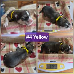 4 Yellow - Agouti and white female Siberian Husky puppy in Dane, Wisconsin from Sunny Hurricane Siberians