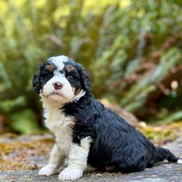 Anastasia (Yellow Collar) - Tri-color female Bernedoodle puppy in Stanwood, Washington from Butter Cup Pups and Paws