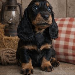 Arwen - Black and tan female Dachshund puppy in Alexander, Wyoming from Wild Rose Ridge Doxies