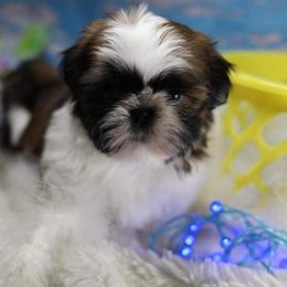 Chinese Crested and Shih Tzu Puppies from OH SO