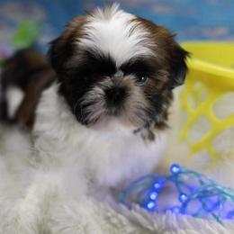 Chinese Crested and Shih Tzu Puppies from OH SO