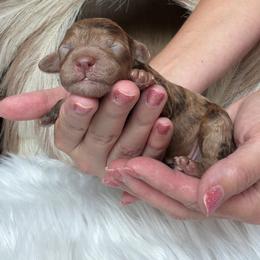 Atlas - Merle male Goldendoodle puppy in Decatur, Texas from Scherrer Sweet Goldendoodles
