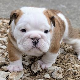 Bulldog Puppies from Red Clay Bullies