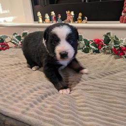 Australian Shepherd Puppies from Riley's Paw Pals