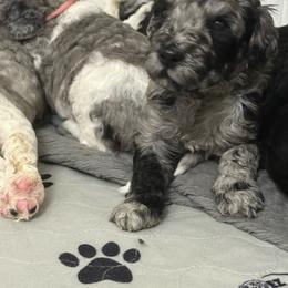 Titan - male Golden Mountain Doodle puppy in Big Spring, Texas from Oliva’s Doods