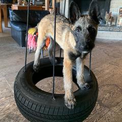 Belgian Laekenois Puppies from Chiens de Rafale