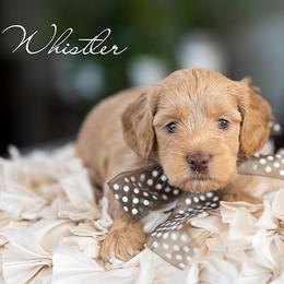 Girl 2 - female Australian Labradoodle puppy in Salem, Oregon from Hunterberry Hill Labradoodles