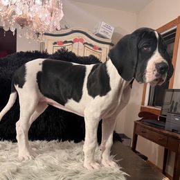 Girl 3 - Mantle Great Dane puppy in Michigan from Garrow Danes House of Blues