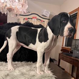 Girl 3 - Mantle Great Dane puppy in Michigan from Garrow Danes House of Blues
