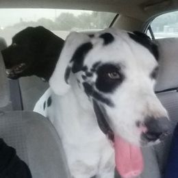 Great Danes from Francy Marichalar-Salinas' Great Danes