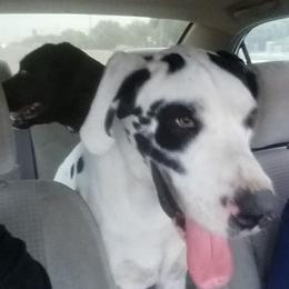 Great Danes from Francy Marichalar-Salinas' Great Danes