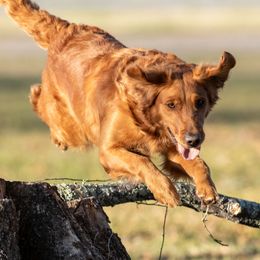 Golden Retriever Puppies from True Grit Golden Retrievers