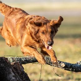 Golden Retriever Puppies from True Grit Golden Retrievers