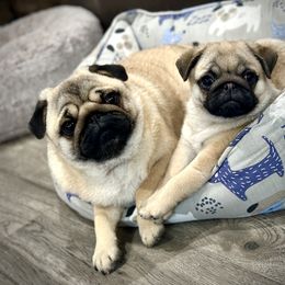 Pug Puppies from Triptych Kennels