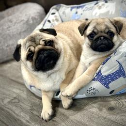 Pug Puppies from Triptych Kennels