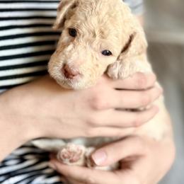 Suzuki 'Suki' - Cream female Goldendoodle puppy in Dayton, Ohio from Perks Court Doodles
