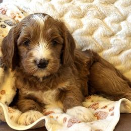 Boy 2 - Apricot male Goldendoodle puppy in Scottsdale, Arizona from Cockadoodle Poo Puppies
