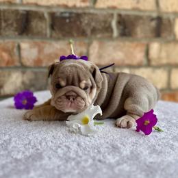 Violet - Lilac tri-color female Bulldog puppy in Hernando, Mississippi from Blues City Bulldogs