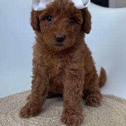 K-Purple Girl - Red  female Goldendoodle puppy in Lewisville, Texas from Texas Goldendoodle Lovers