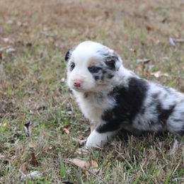 Vasyl - Blue merle male Border Collie puppy in Cedartown, Georgia from Ferguson Border Collies