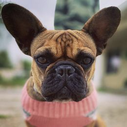 French Bulldogs from Frenchie.Kreationz