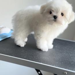 Maltese Puppies from Made to Love Maltese LLC
