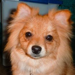 Nellie - Pomeranian