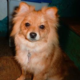 Nellie - Pomeranian