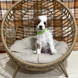 Green Collar Male - Parti male Goldendoodle puppy in Bradenton, Florida from Suncoast Goldendoodles