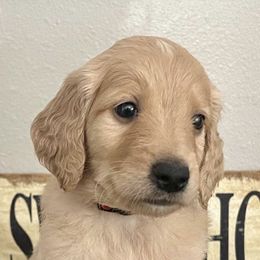 Goldendoodles from Preston Hollow Doodle Co.