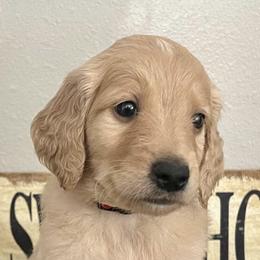 Goldendoodles from Preston Hollow Doodle Co.