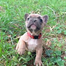Muffin - Blue fawn female French Bulldog puppy in Opelika, Alabama from Fancy Face Frenchies