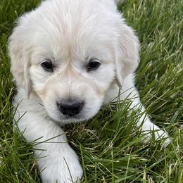 Golden Retriever Puppies from Golden’s of Remington Fields