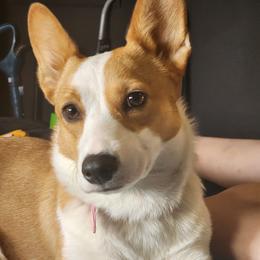Velvet - Pembroke Welsh Corgi