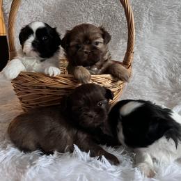 Shih Tzu Puppies from Jodi’s Shihtzus