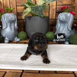 Forest - AKC - Black and tan male Dachshund puppy in Miami, Florida from Oscar's Dachshunds