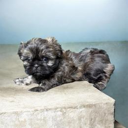 Boy - Tricolor male Shih Tzu puppy in Milford, Delaware from Spunky Shih-Tzus Delaware (Spunky Shih-Tzus)