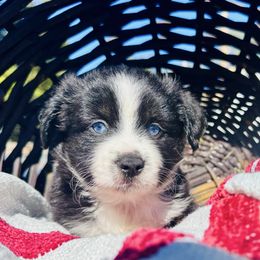 Cosmo - Miniature Australian Shepherd puppy from Sun & Moon Aussies
