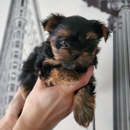 Yorkshire Terrier Puppies from Redwood Puppies