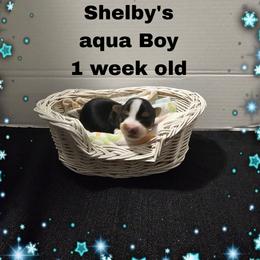 Shelby Aqua boy - Parti male Yorkshire Terrier puppy in Inverness, Florida from Luvayorkie&more