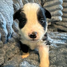 Titan - Black and white male Border Collie puppy in Mckinney, Texas from Border Collies of Ruidoso